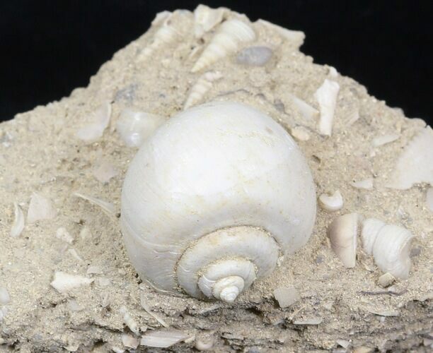 Eocene Fossil Gastropod (Globularia) - Damery, France #32429